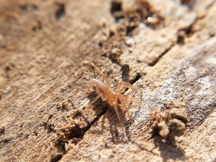 Dysderidae - fojtópókok