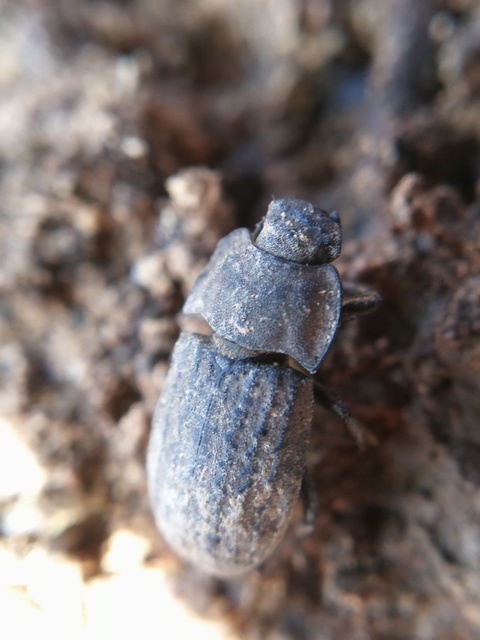 Opatrum sabulosum - sároshátú gyászbogár
