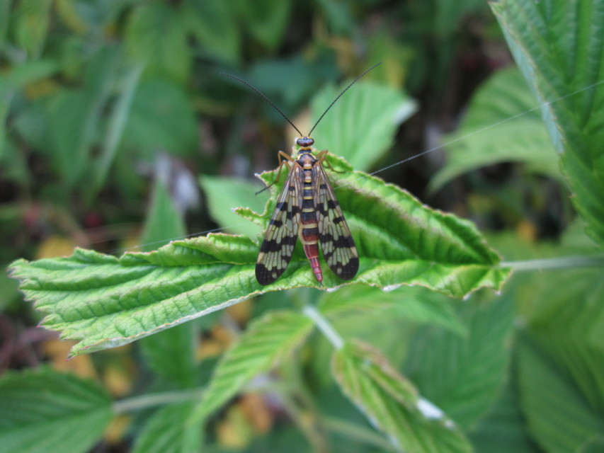 Panorpa vulgaris