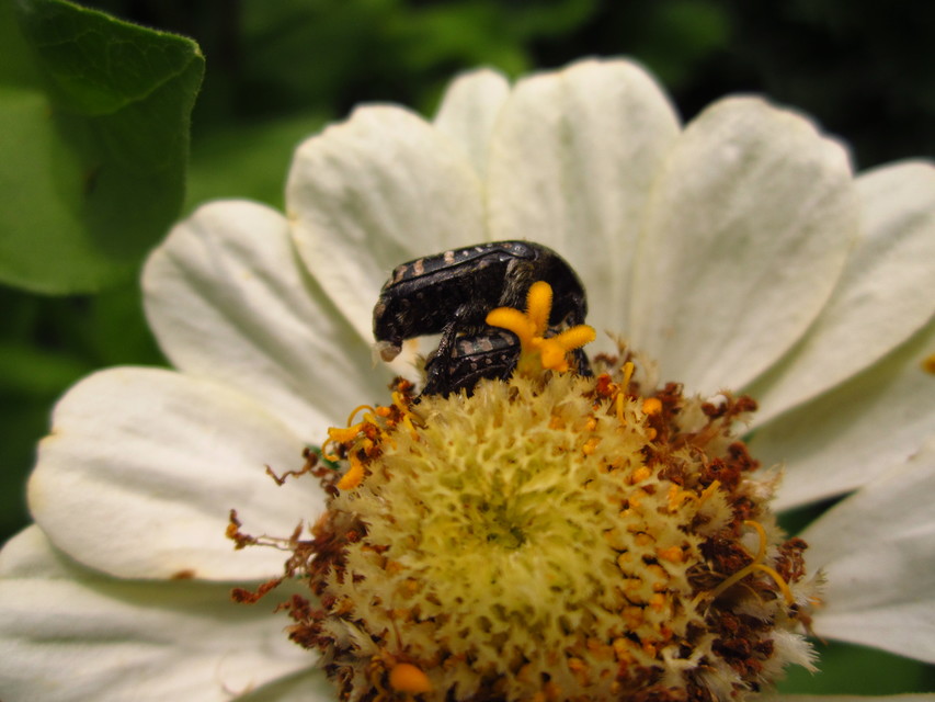 Oxythyrea funesta - sokpettyes virágbogár
