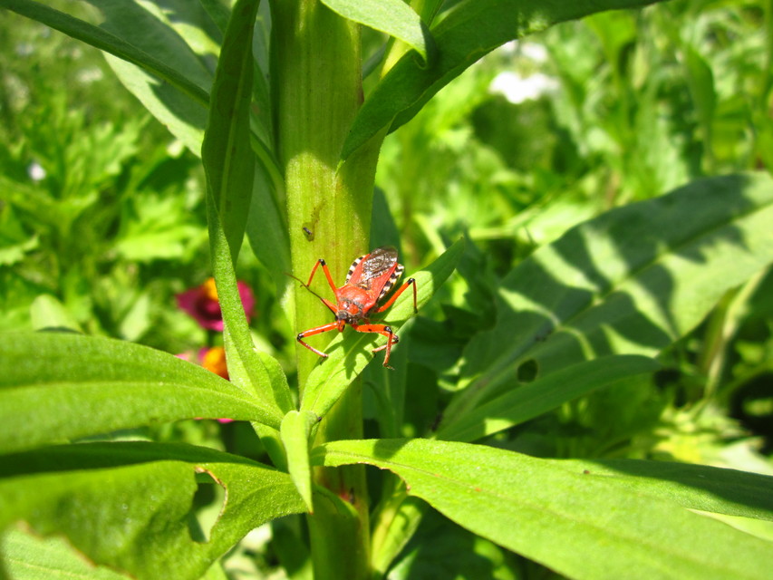 Rhynocoris iracundus - közönséges gyilkospoloska