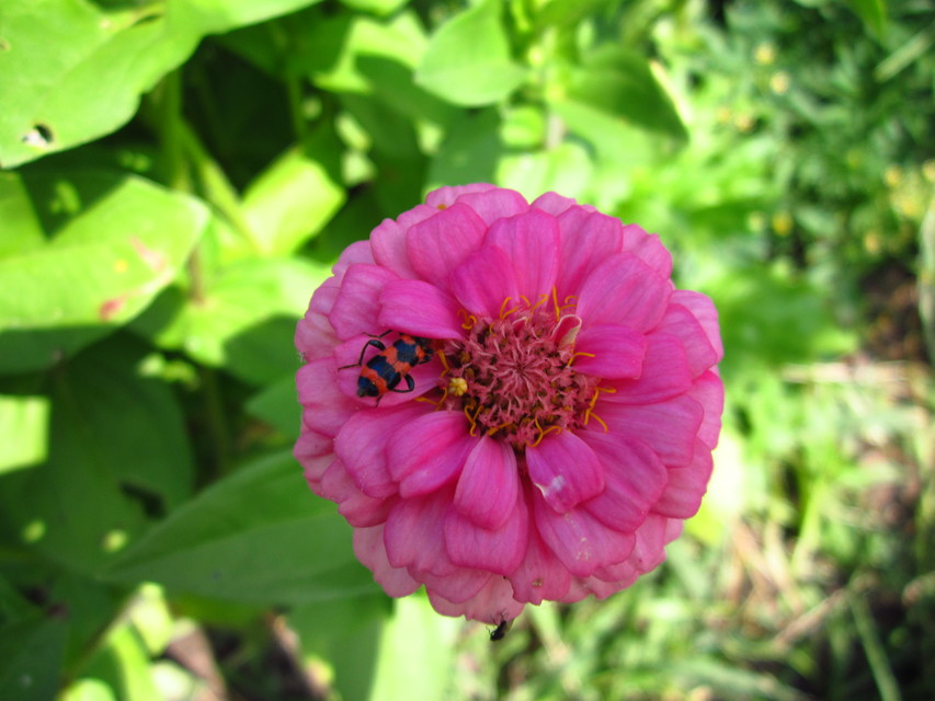 Trichodes apiarius - szalagos méhészbogár