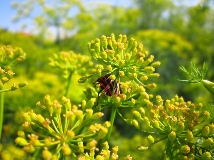 Graphosoma italicum - csíkos pajzsospoloska