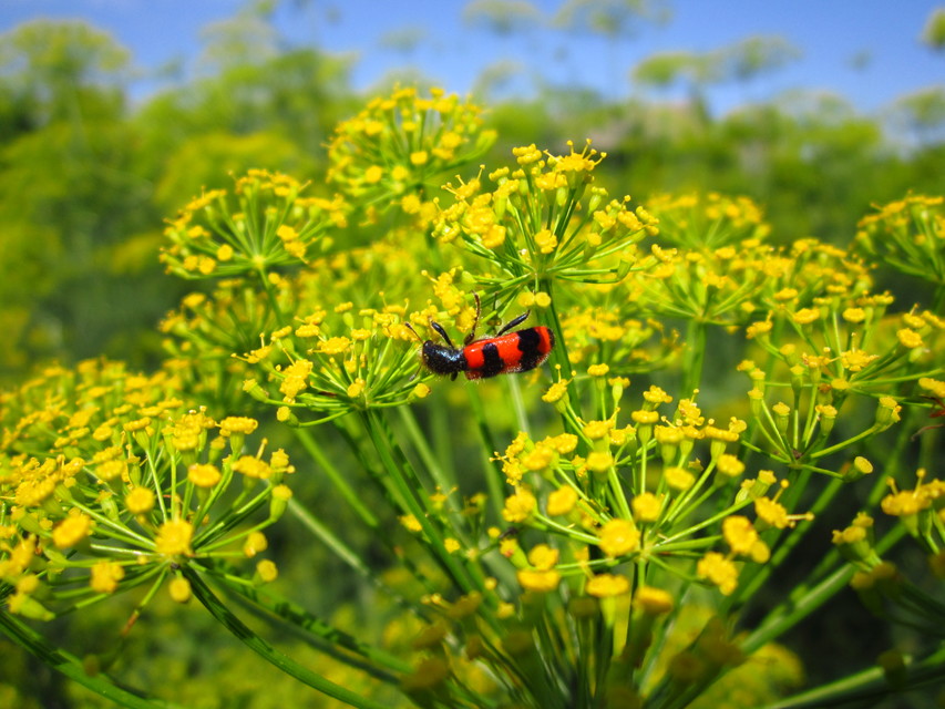 Trichodes apiarius - szalagos méhészbogár