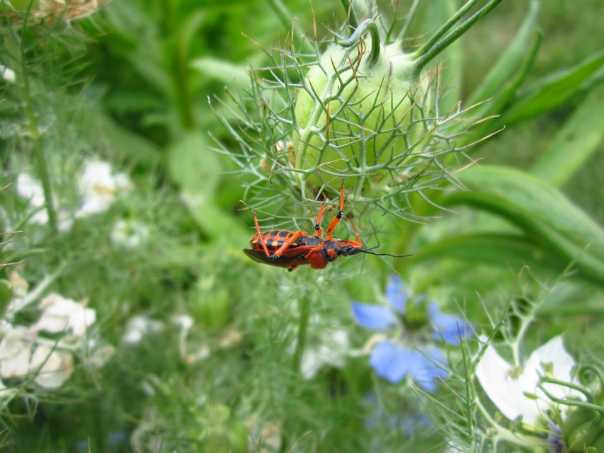 Rhynocoris iracundus - közönséges gyilkospoloska