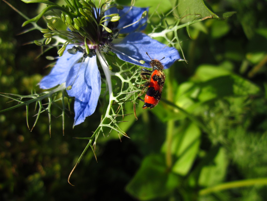 Trichodes apiarius - szalagos méhészbogár