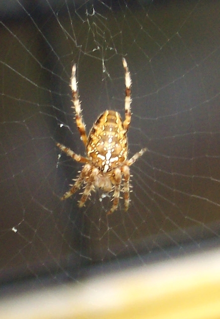 Araneus diadematus - koronás keresztespók