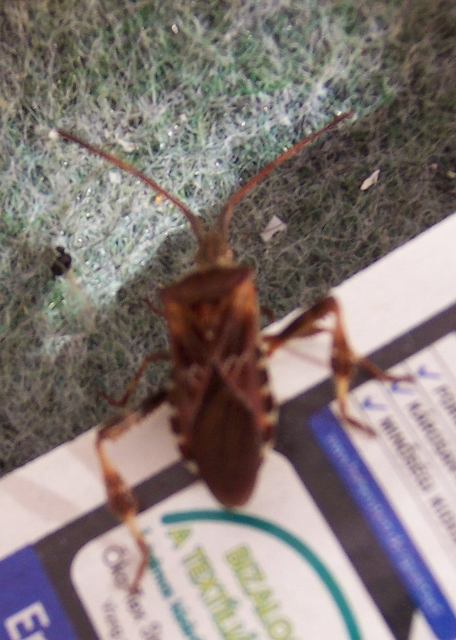 Leptoglossus occidentalis - nyugati levéllábú poloska