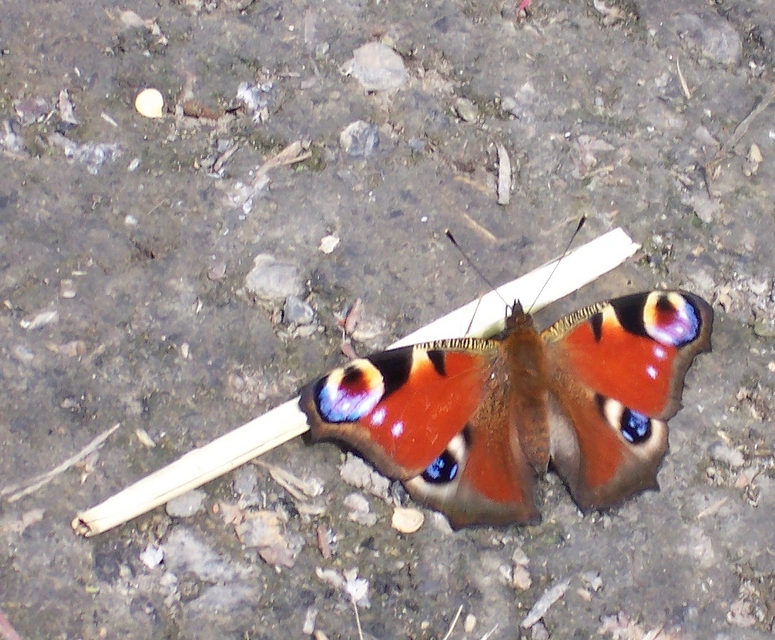 Nymphalis io - nappali pávaszem