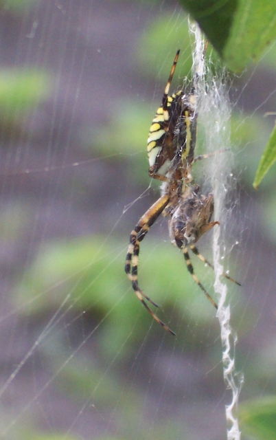 Argiope bruennichi - darázspók