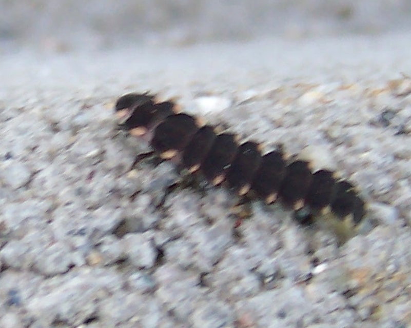 Lampyris noctiluca - nagy szentjánosbogár