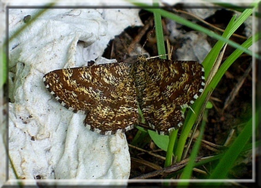 Ematurga atomaria - barna rétiaraszoló