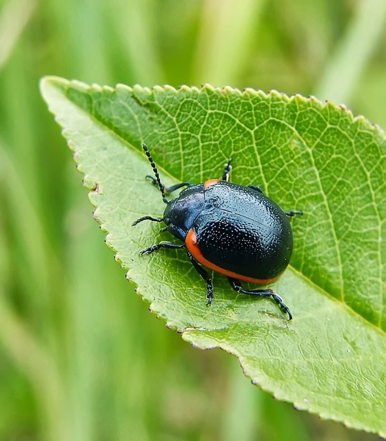 Chrysolina rossia - trapézhátú szegélyeslevelész