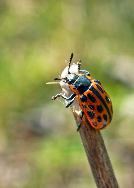 Chrysomela vigintipunctata - húszfoltos fűzlevelész