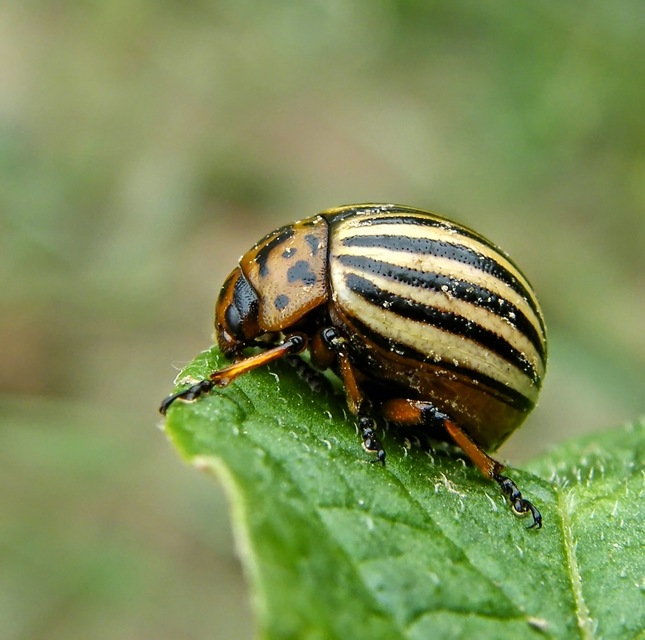 Leptinotarsa decemlineata - burgonyabogár
