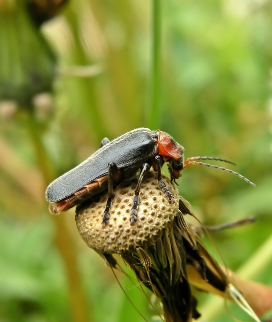 Cantharis rustica - suszterbogár