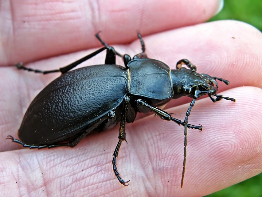 Carabus coriaceus - bőrfutrinka