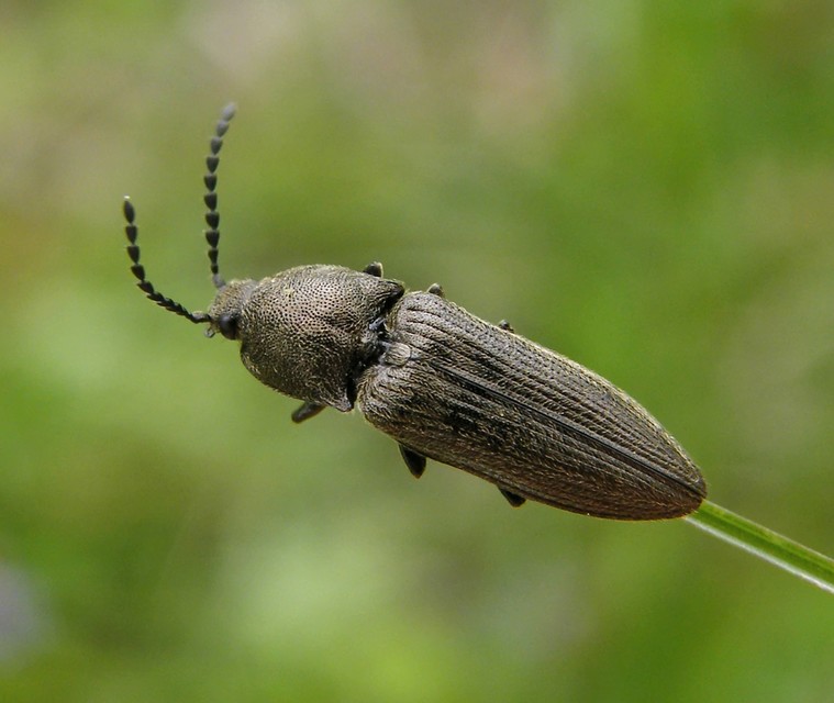 Cidnopus pilosus - szőrös pattanó