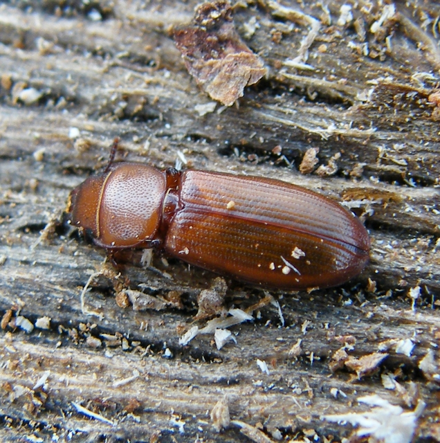 Tenebroides mauritanicus - lisztmentő korongbogár