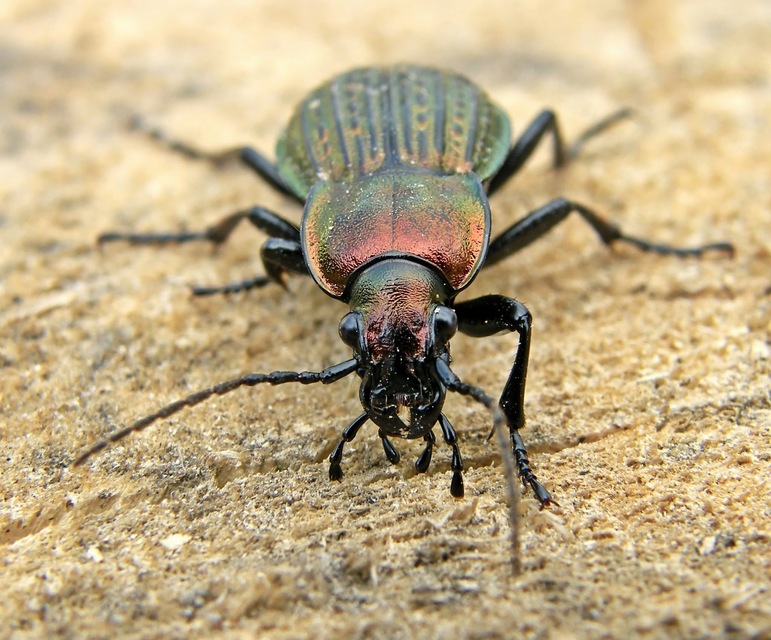 Carabus ulrichii - rezes futrinka