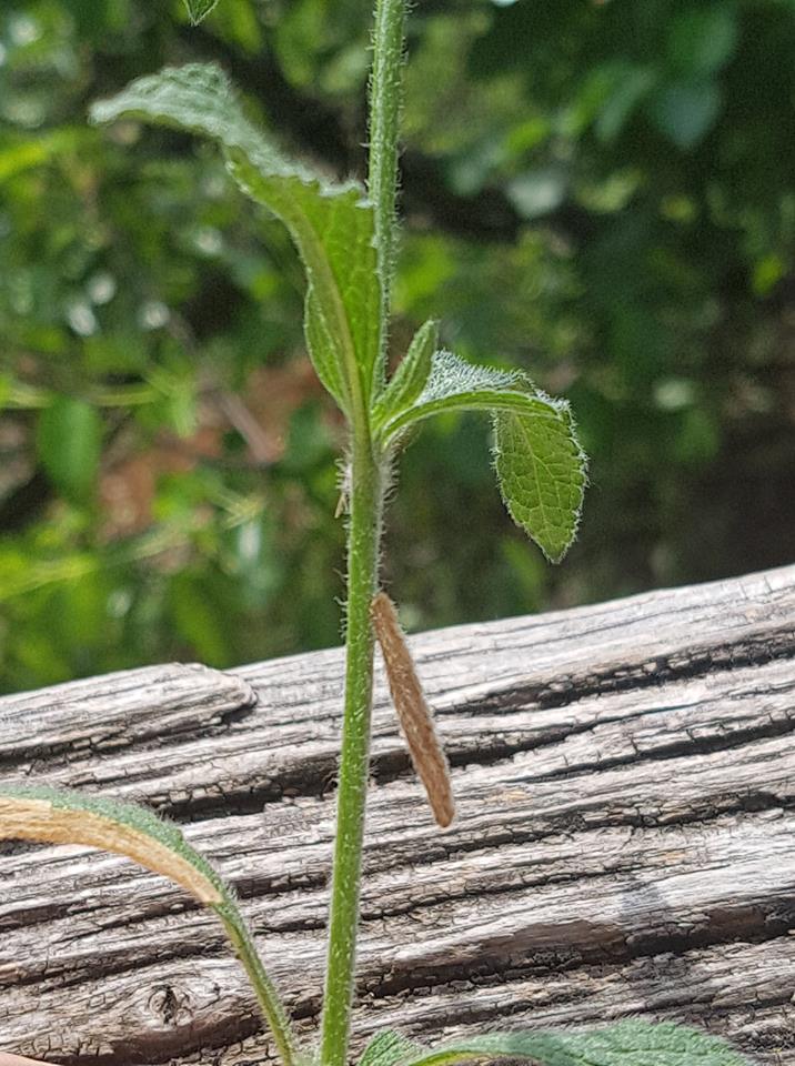 Coleophora auricella - gamandorlakó zsákosmoly