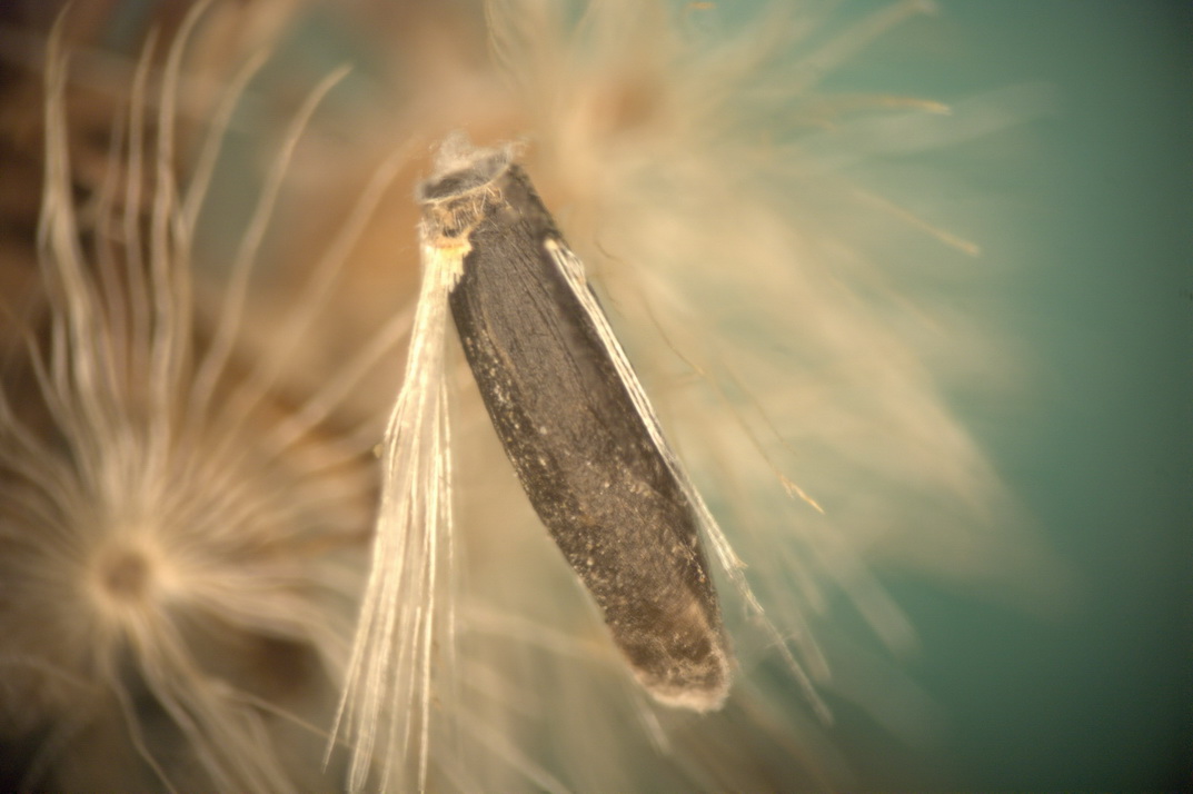 Coleophora linosyris - aranyfürt-zsákosmoly