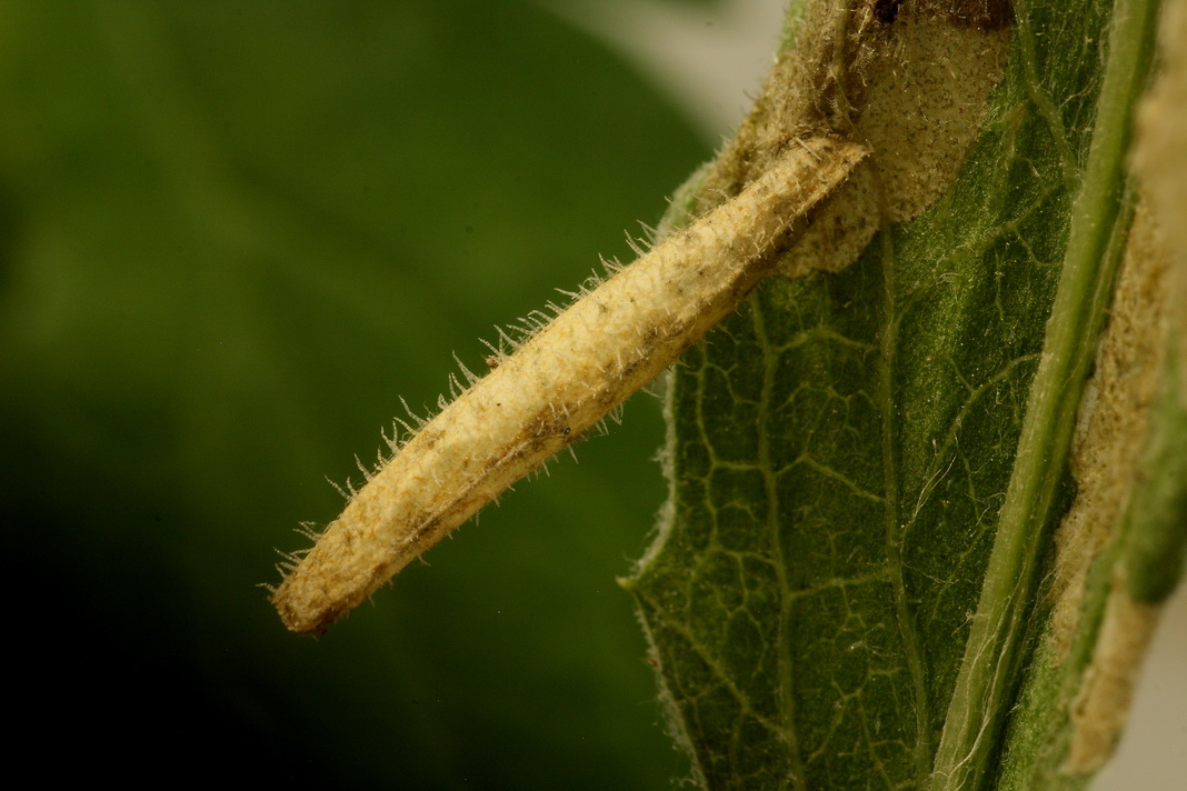 Coleophora brevipalpella - imolarágó zsákosmoly
