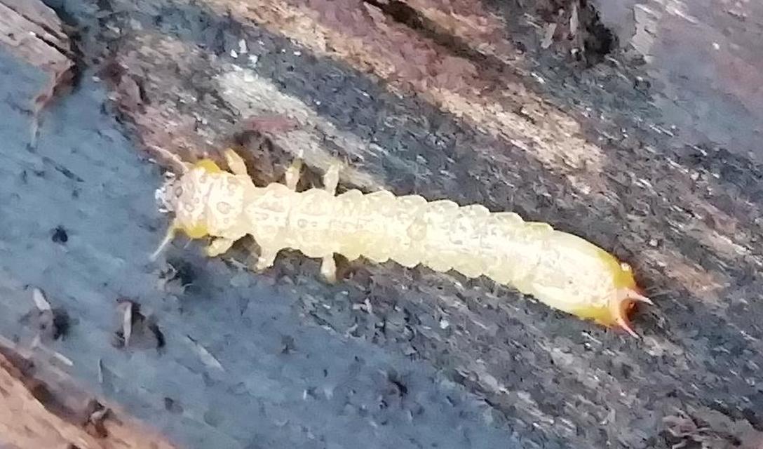 Pyrochroa