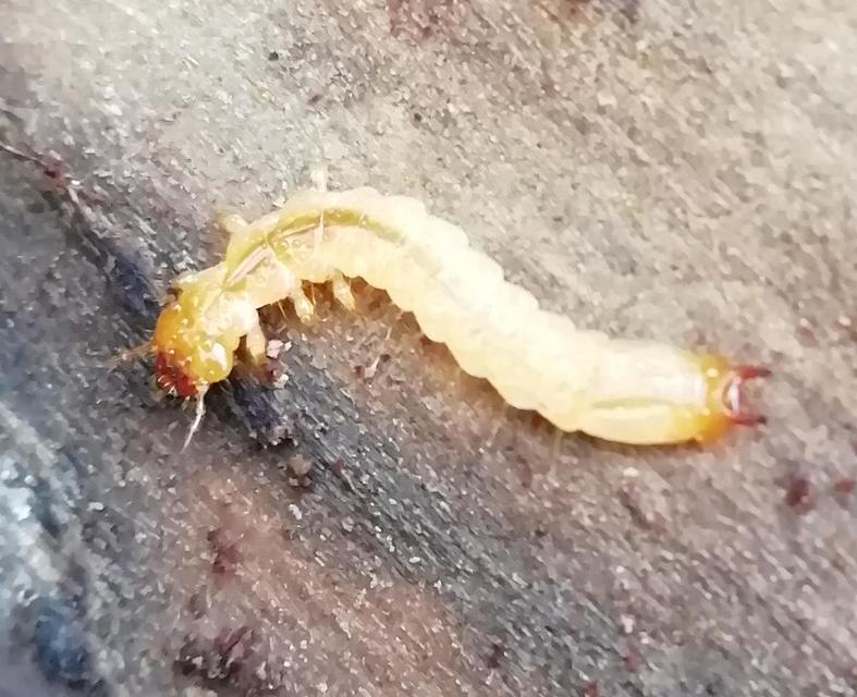 Pyrochroa