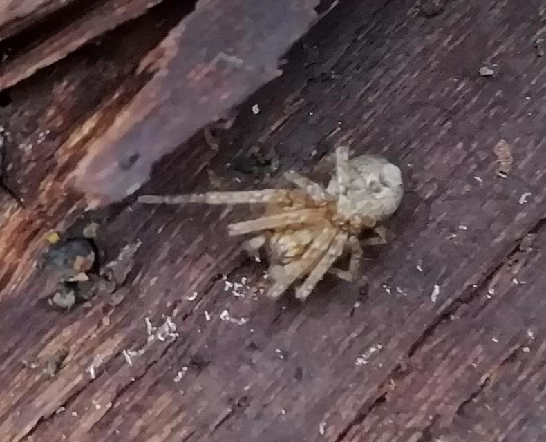 Anyphaena accentuata - jegyespók