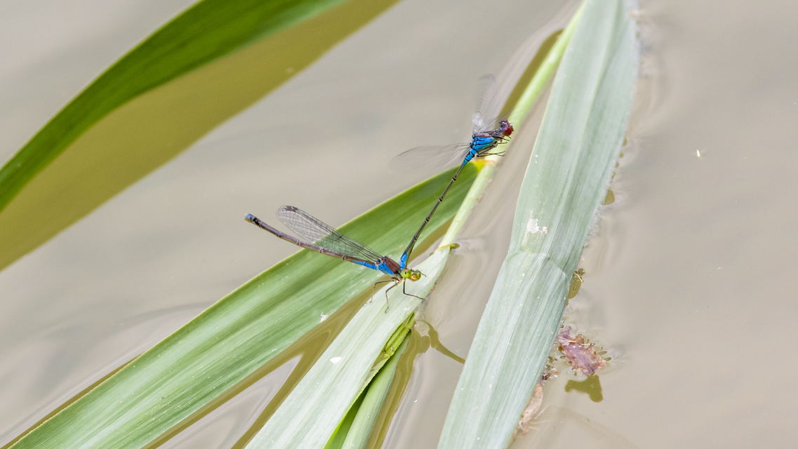 Erythromma viridulum - kis pirosszemű-légivadász