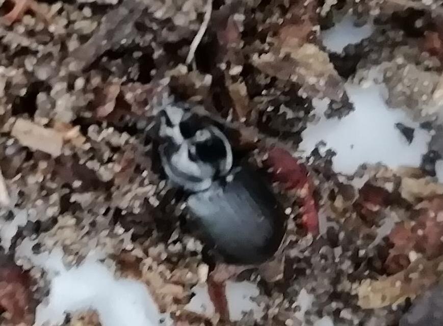 Agonum duftschmidi - széleshátú kisfutó Agonum duftschmidi - széleshátú kisfutó