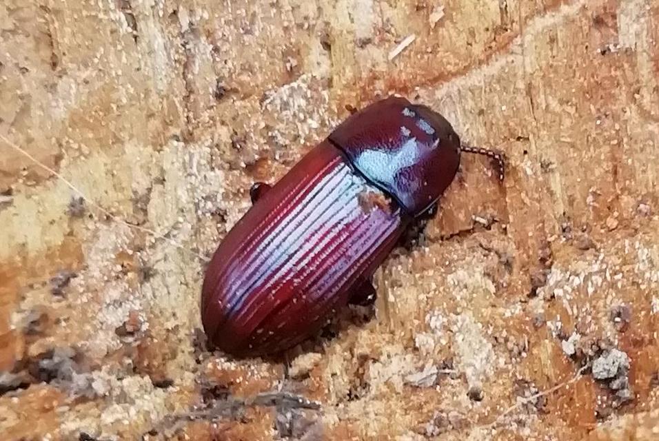 Uloma culinaris - nagy rágványbogár