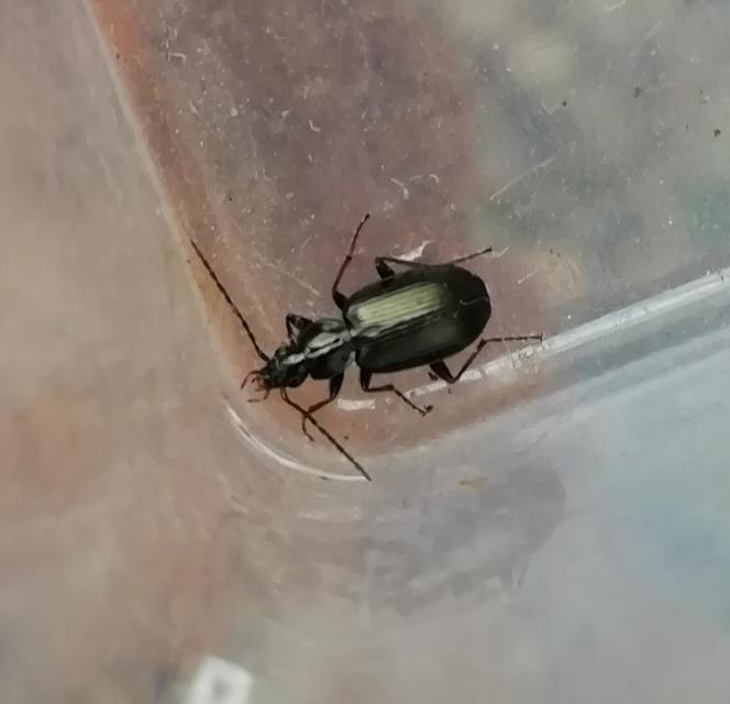 Agonum micans - ligeti kisfutó Agonum micans - ligeti kisfutó