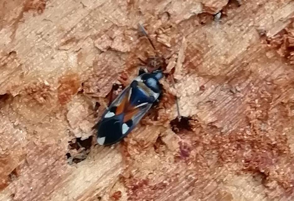 Raglius alboacuminatus - tarka díszesbodobács