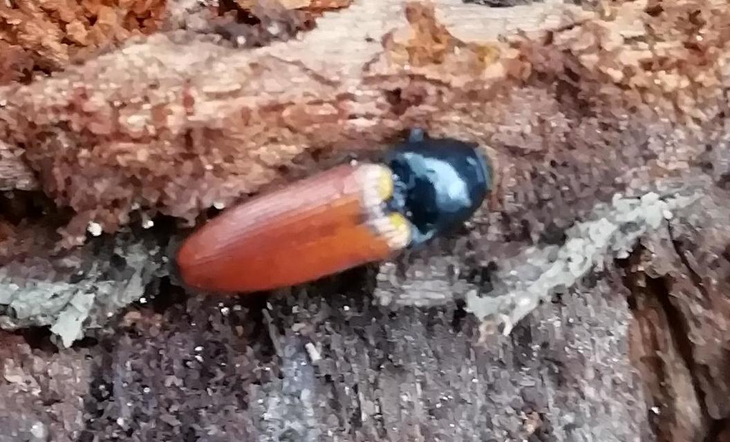Ampedus pomorum - rozsdás pattanó