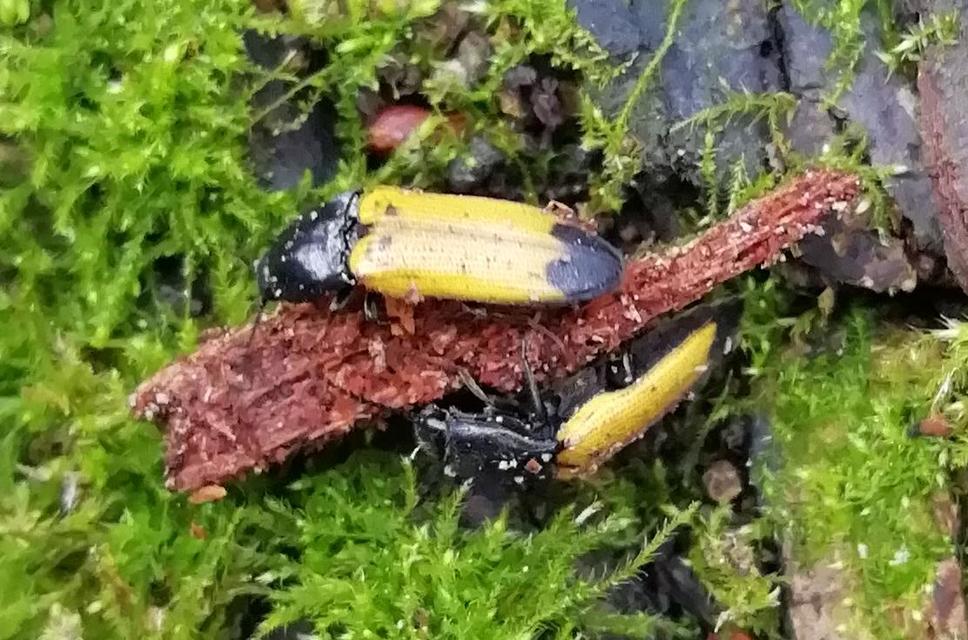 Ampedus elegantulus - csinos pattanó