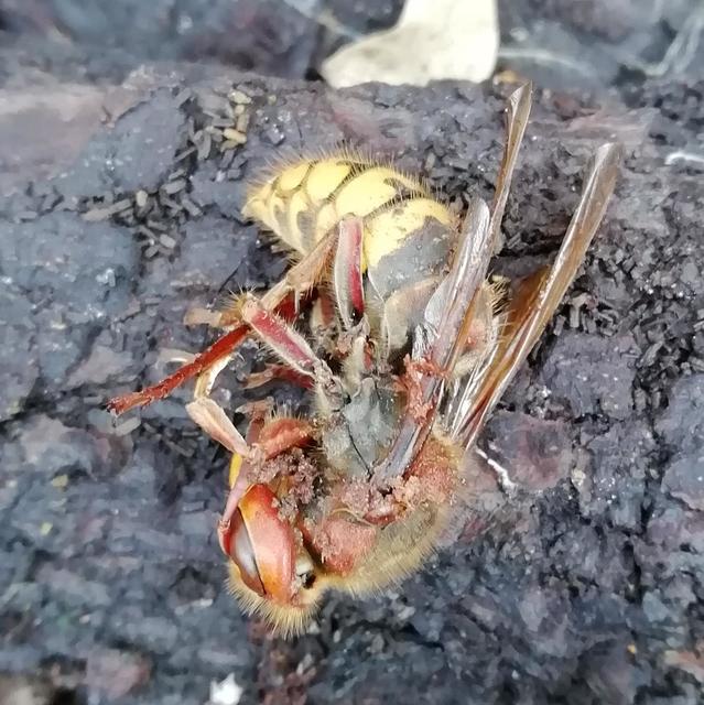 Vespa crabro - lódarázs