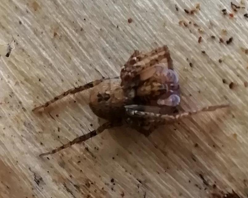 Anyphaena accentuata - jegyespók