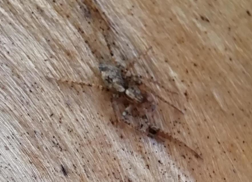 Anyphaena accentuata - jegyespók
