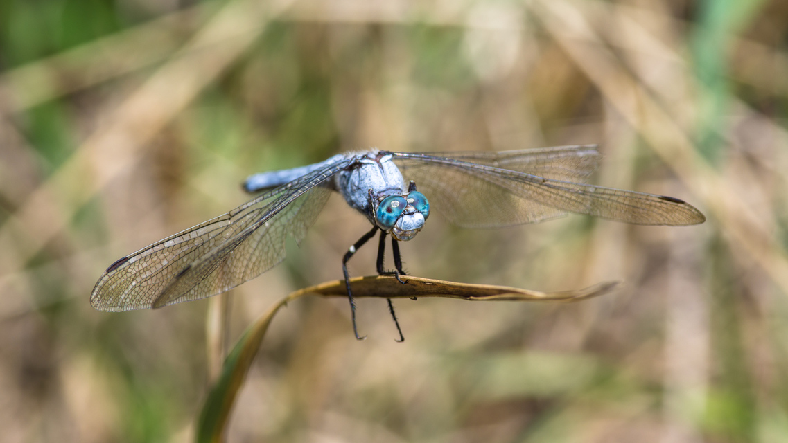 Orthetrum brunneum - pataki pásztorszitakötő