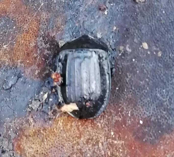 Phosphuga atrata - bordás csigarabló