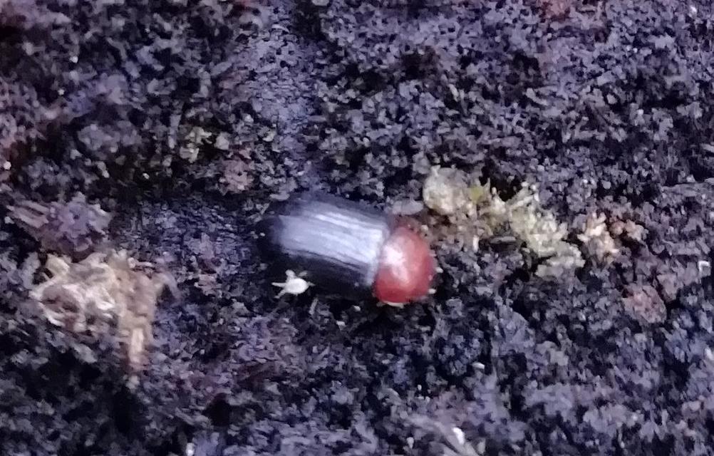 Neomida haemorrhoidalis