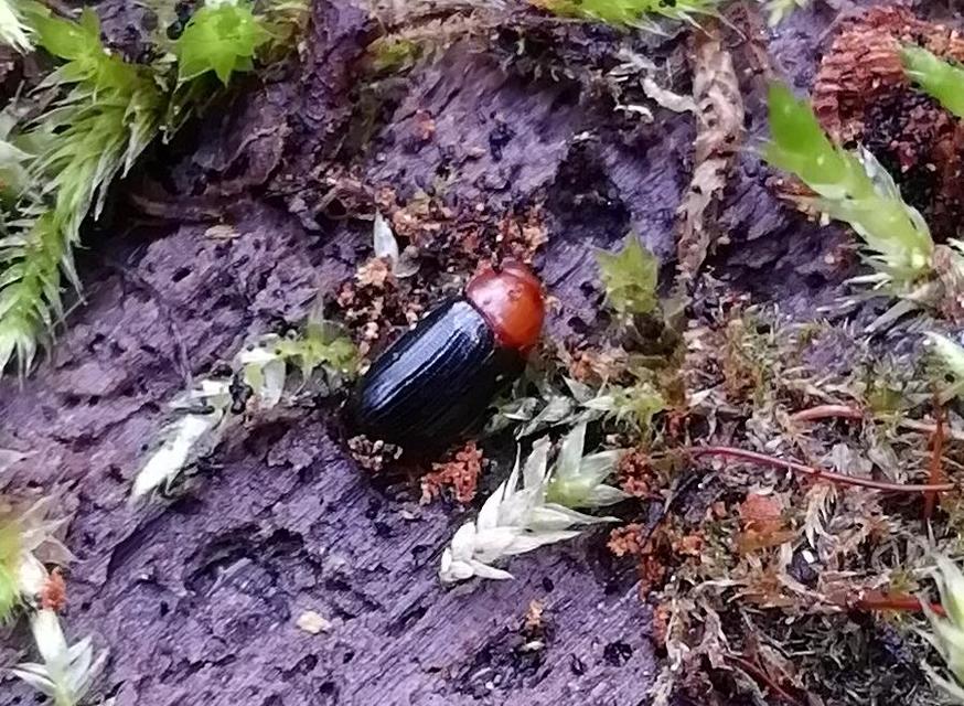 Neomida haemorrhoidalis