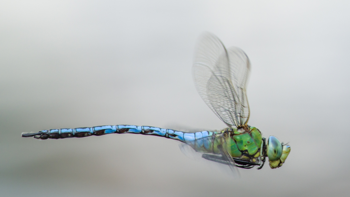 Anax imperator - zöld óriásacsa
