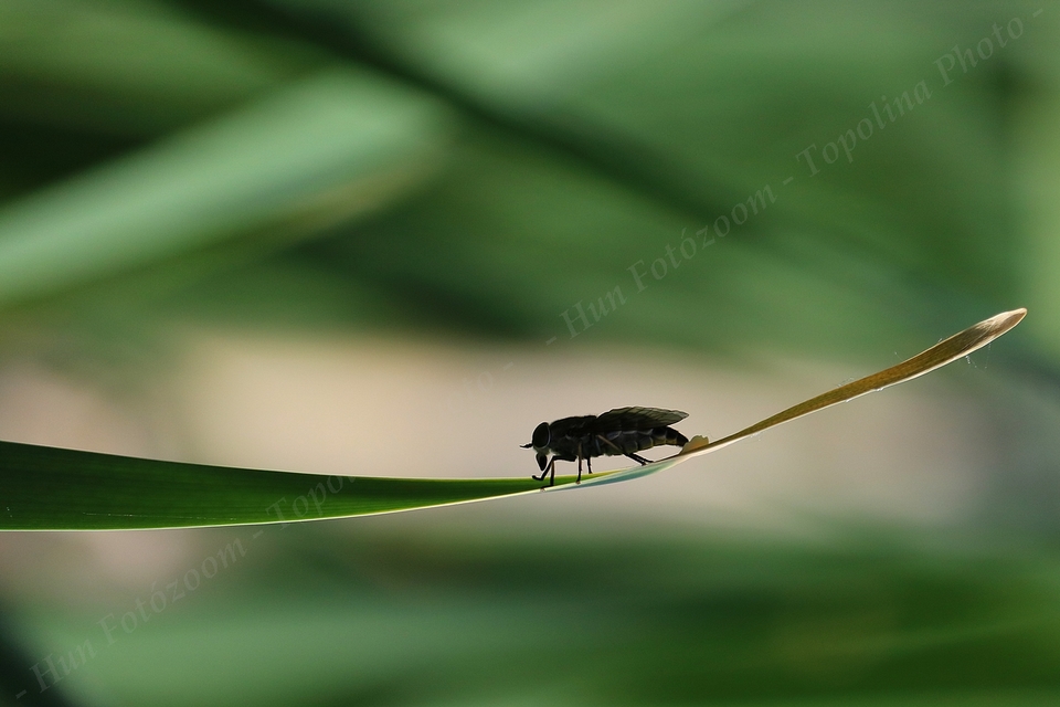 Tabanidae - böglyök
