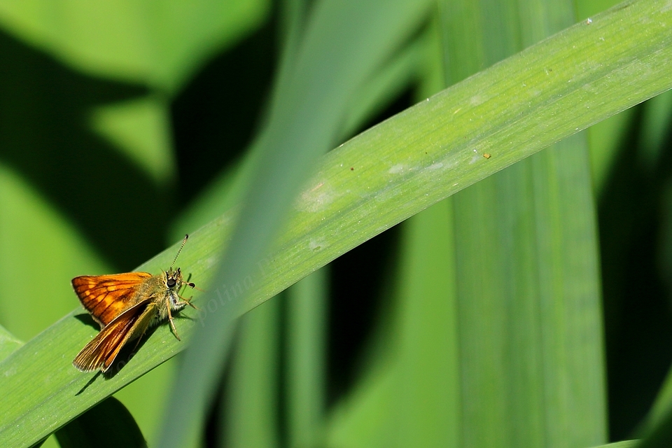 Ochlodes sylvanus - erdei busalepke