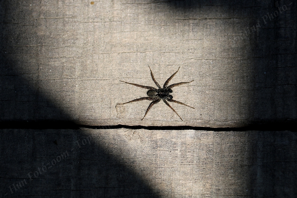 Pardosa