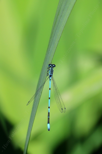 Coenagrion puella - azúrkék légivadász