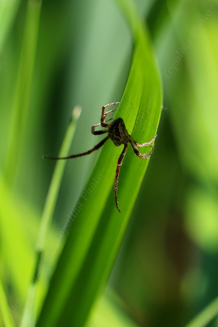Larinioides cornutus - nádi keresztespók